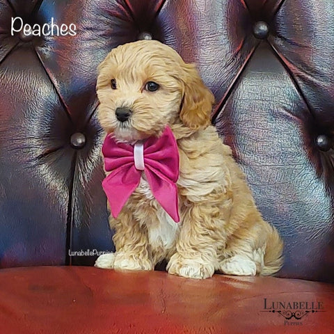 Tiny Paws, Big Style: Our Accessories on Lunabelle Puppies.