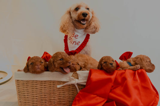 A Heartfelt Valentine's Collection for the Cutest Cavoodle Puppies