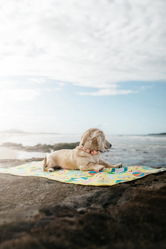 Our Favourite Australian Pet Stores - Bear & Co