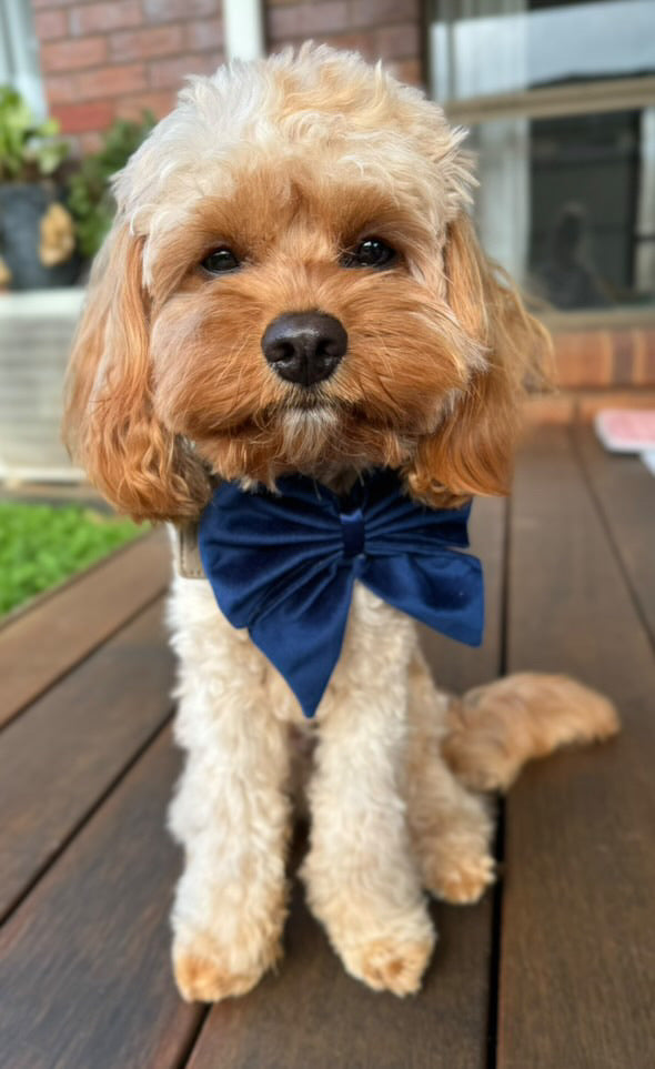 Bow - Plush Navy Velvet