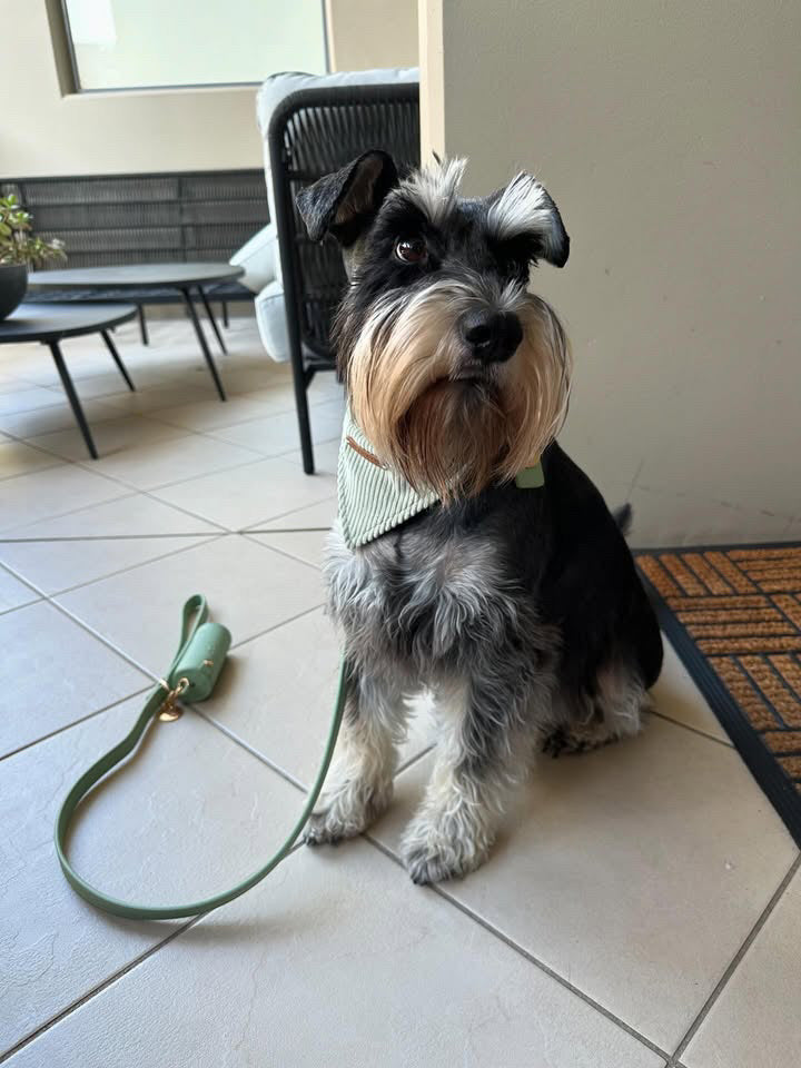 Full Walk Set (Matcha)