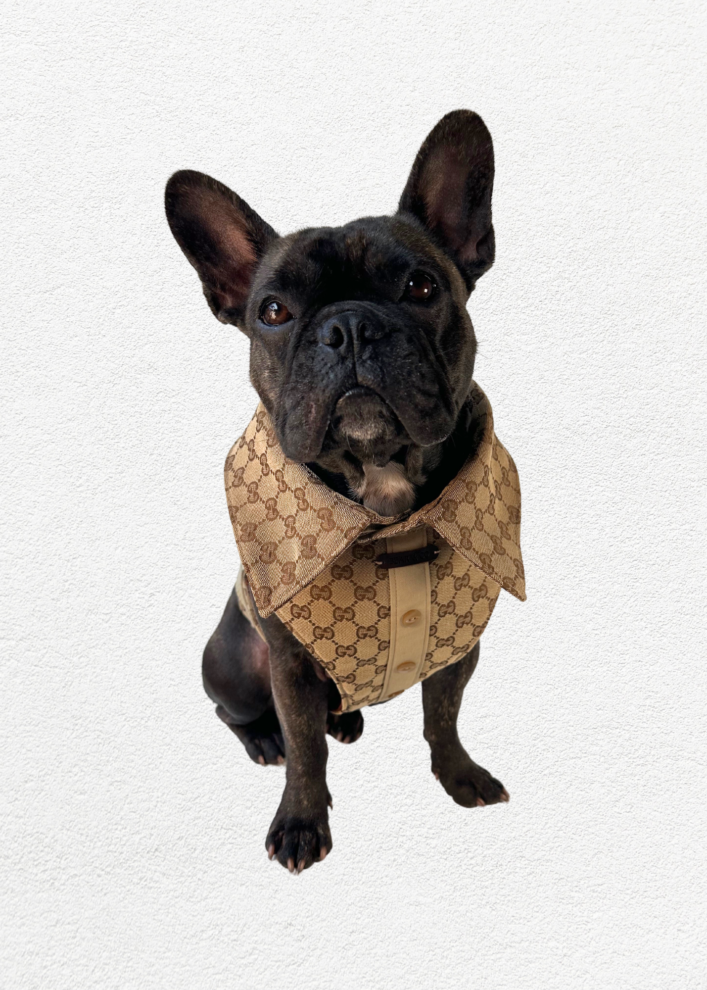 Bespoke Pet Harness & Shirt Collar
