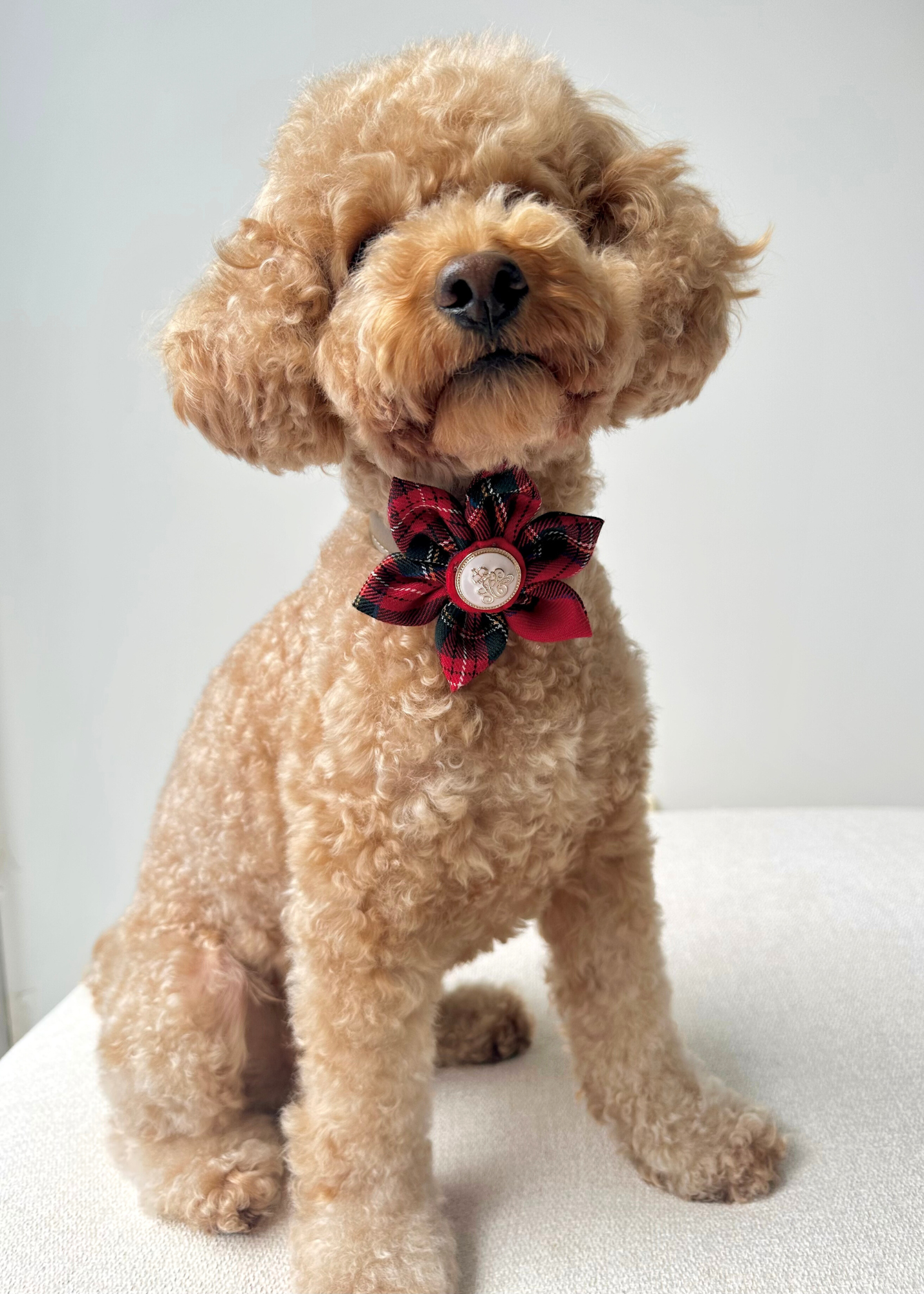 Royal Pet Flowers