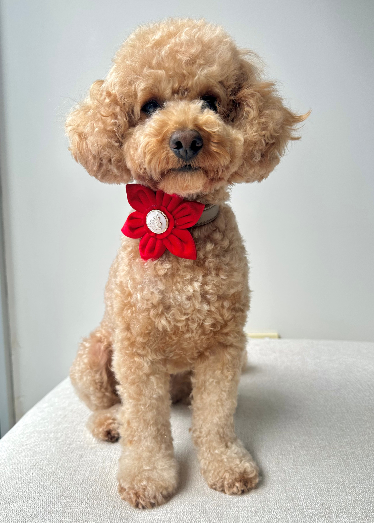 Royal Pet Flowers