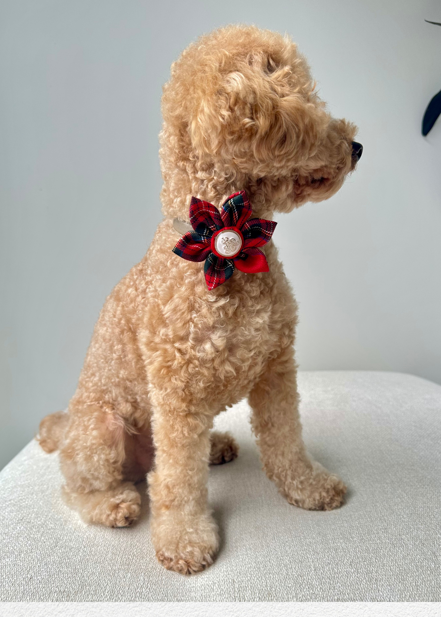 Royal Pet Flowers