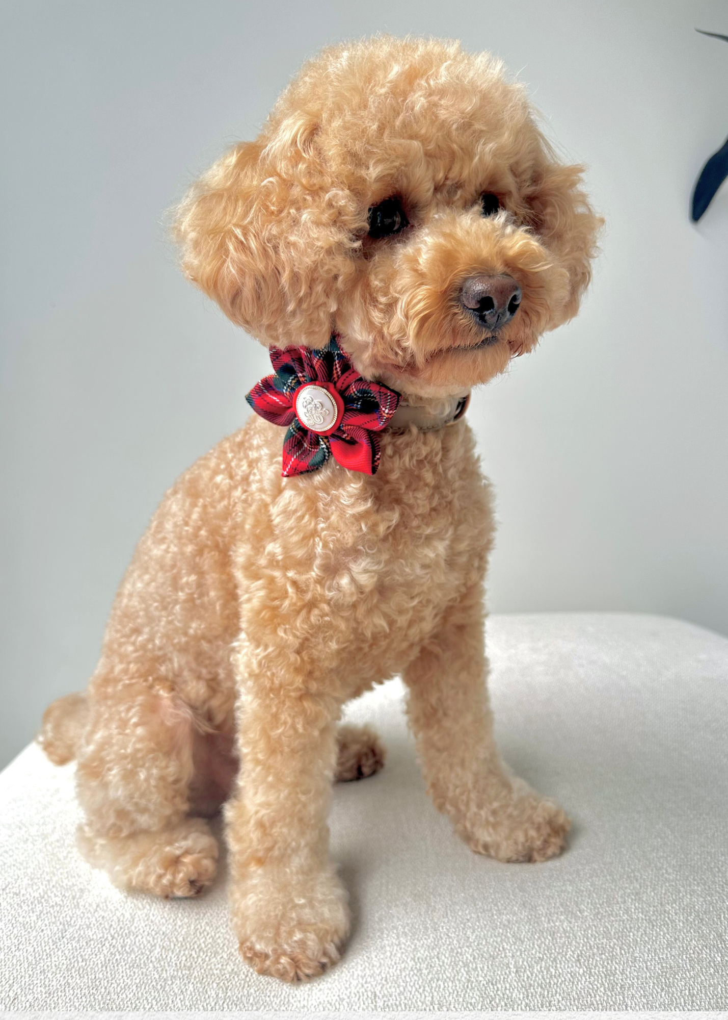 Royal Pet Flowers