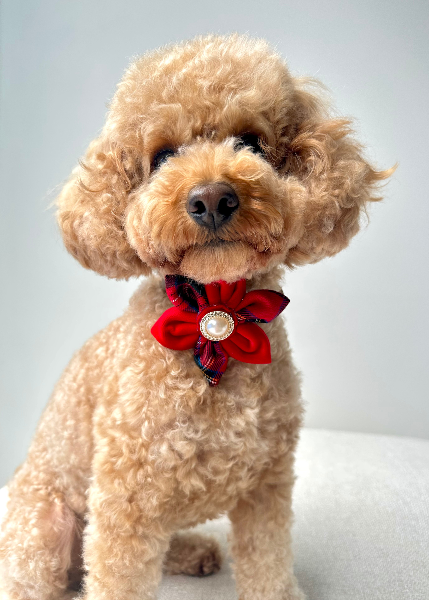 Royal Pet Flowers
