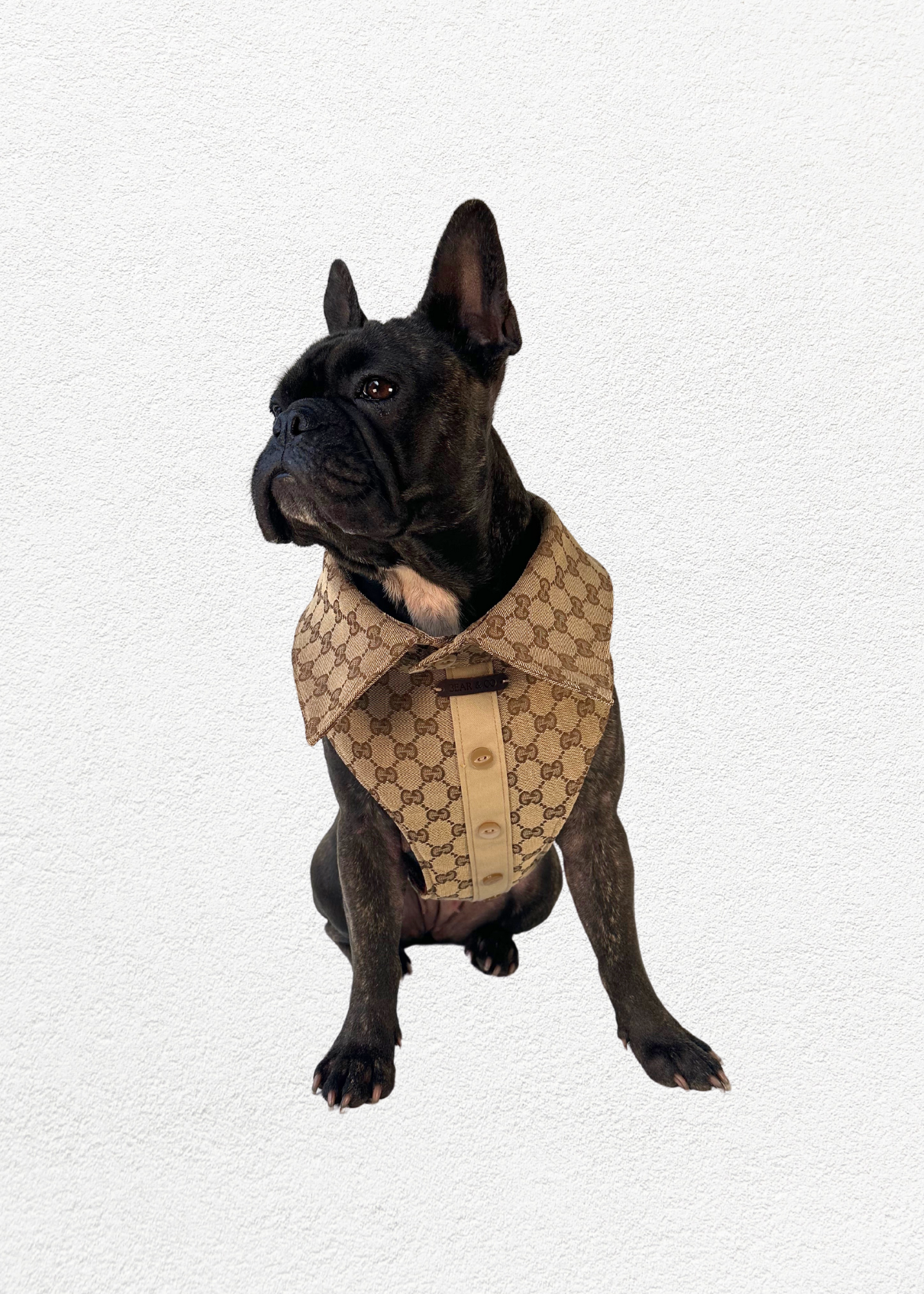 Bespoke Pet Harness & Shirt Collar