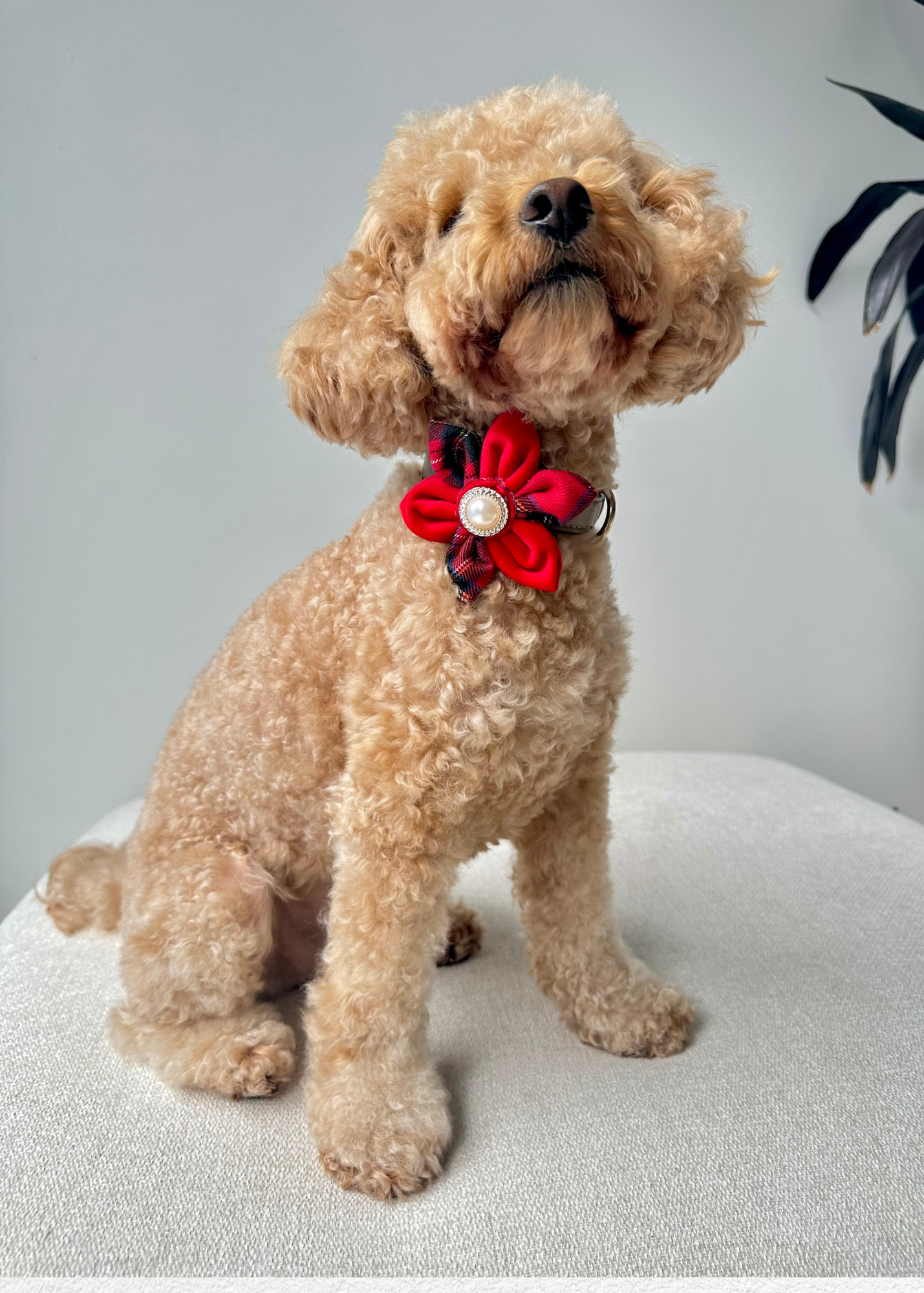 Royal Pet Flowers