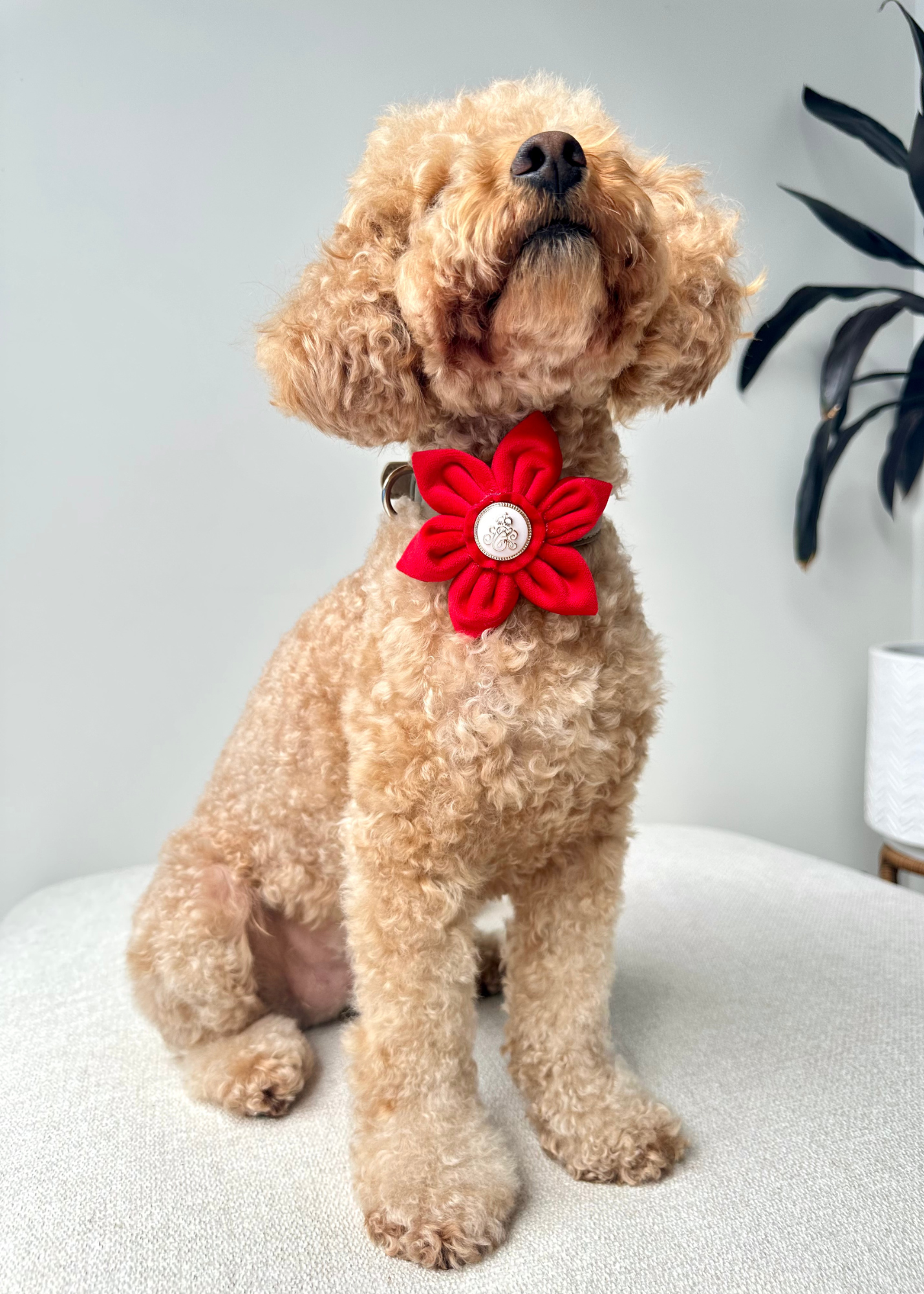 Royal Pet Flowers