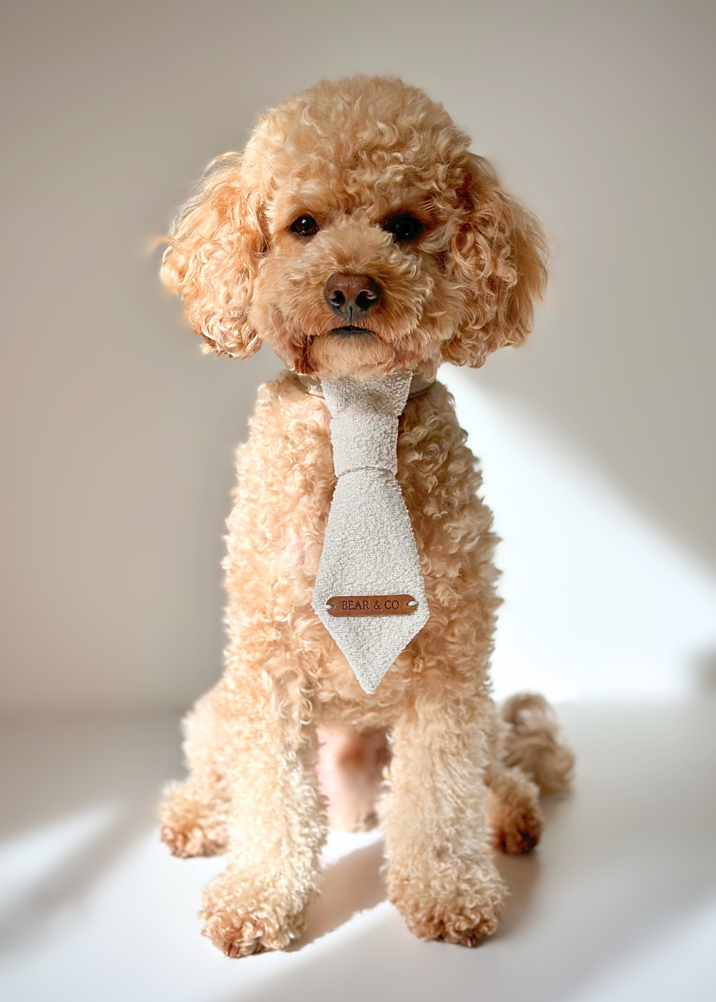 Pet Tie - Boucle