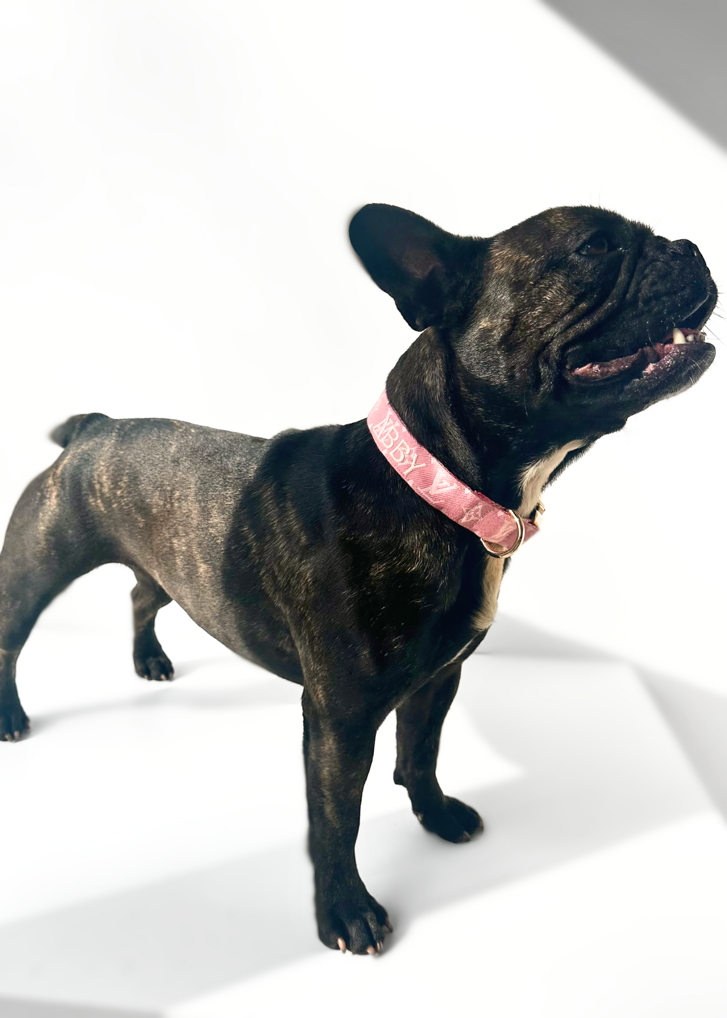 Bespoke Dog Collar
