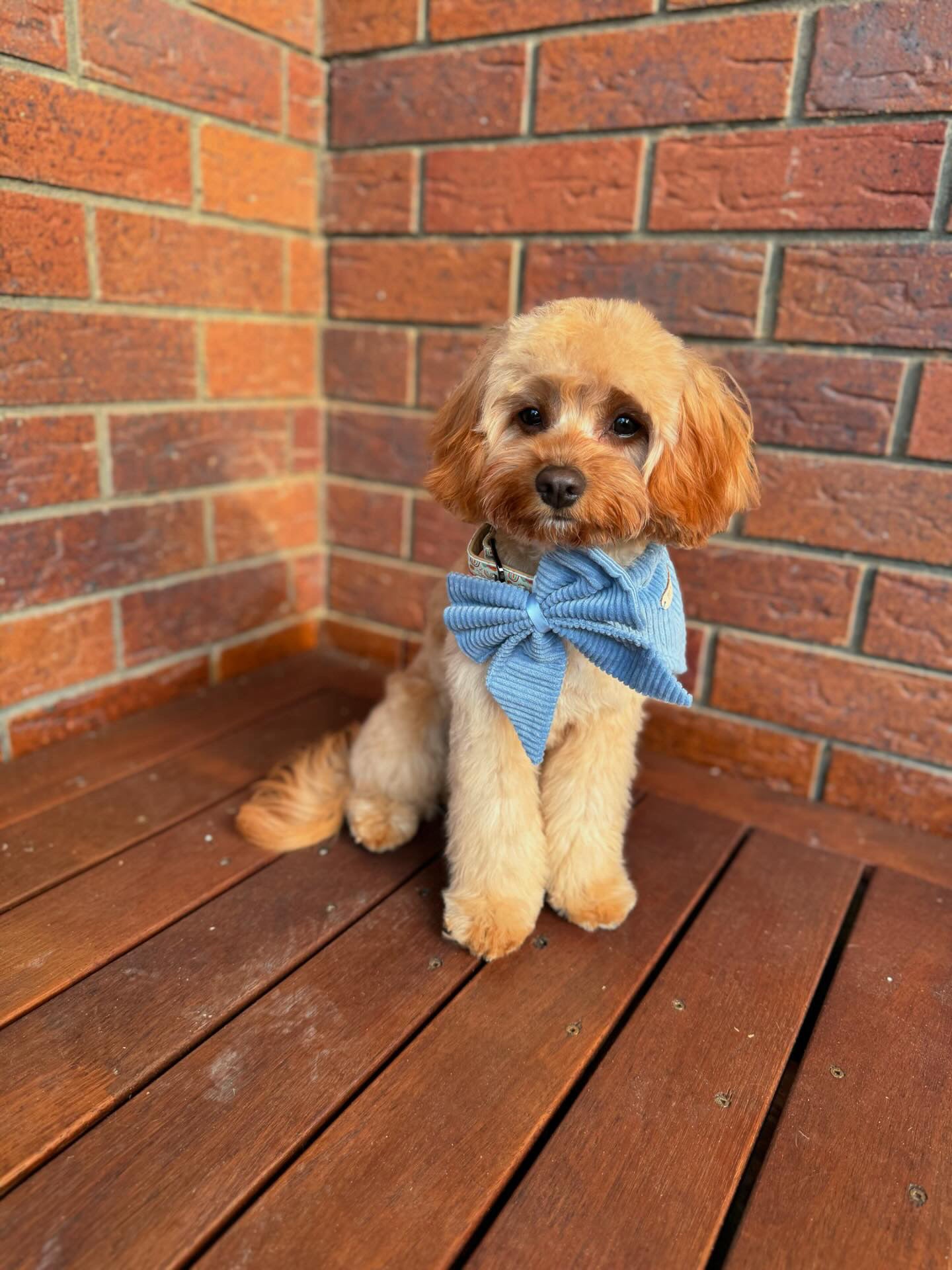 Bow - Bluebell