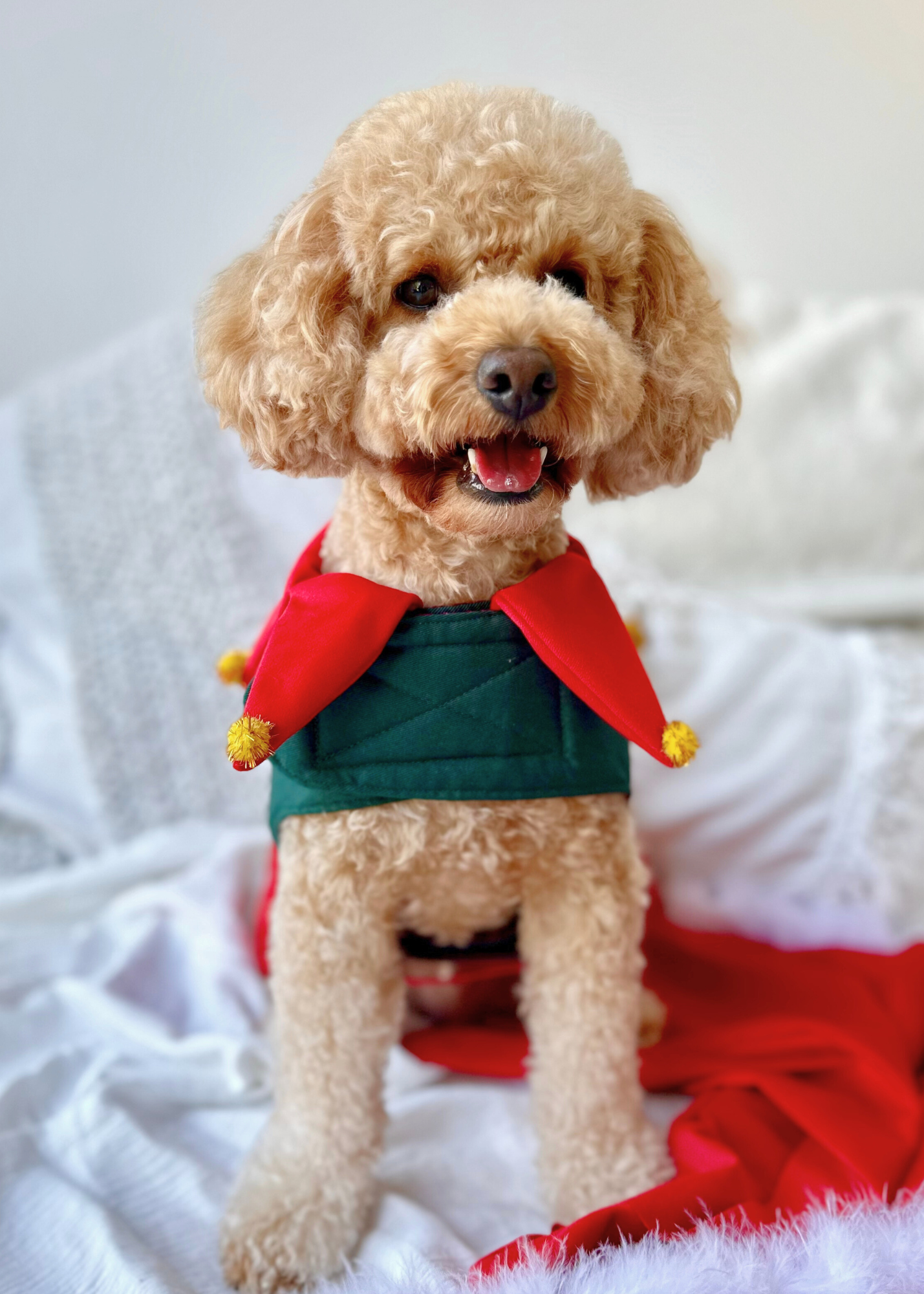 Bespoke Christmas Elf Harness