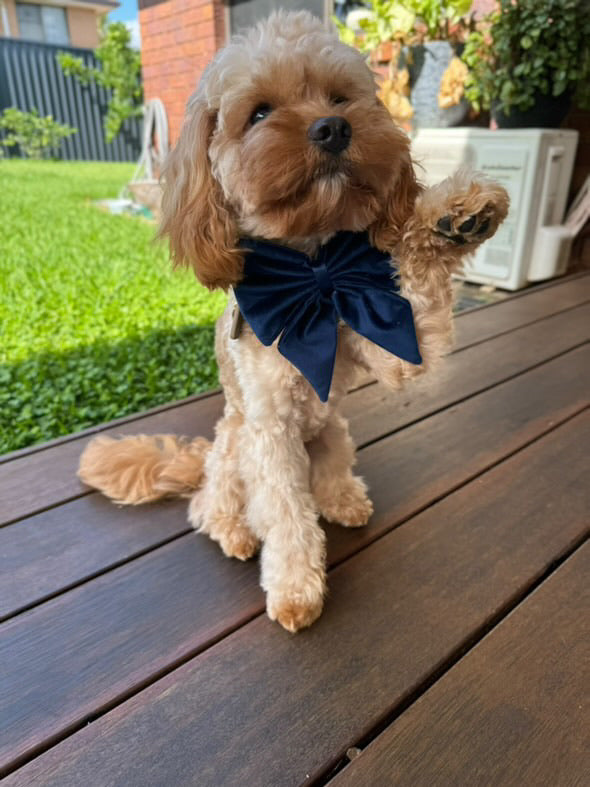 Bow - Plush Navy Velvet