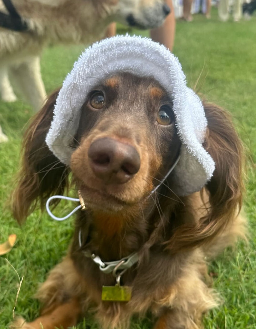 Summer Dog Bucket Hat