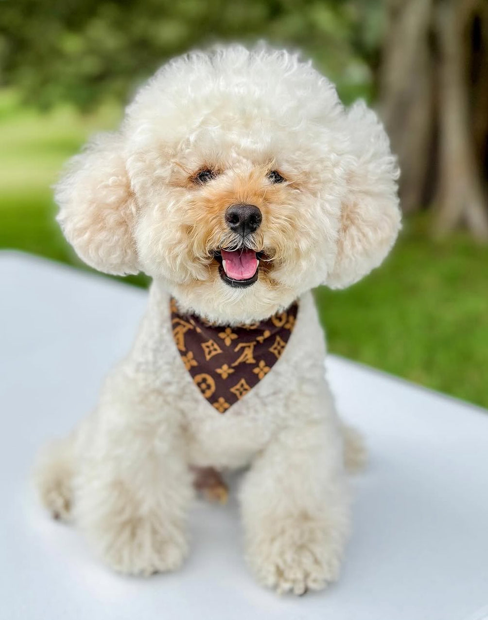 Bandana - Luxury Brown