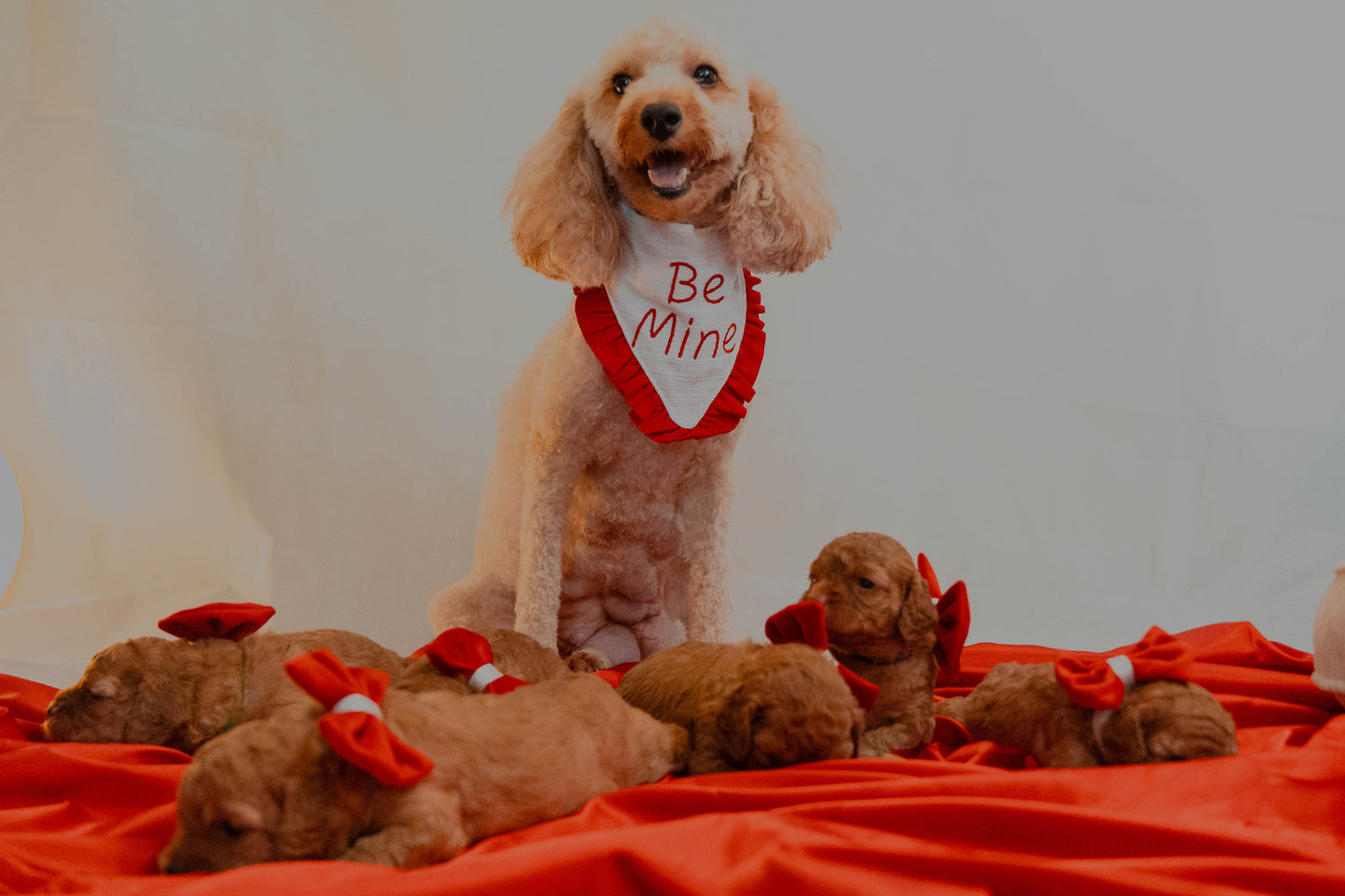 Valentine's Bandana