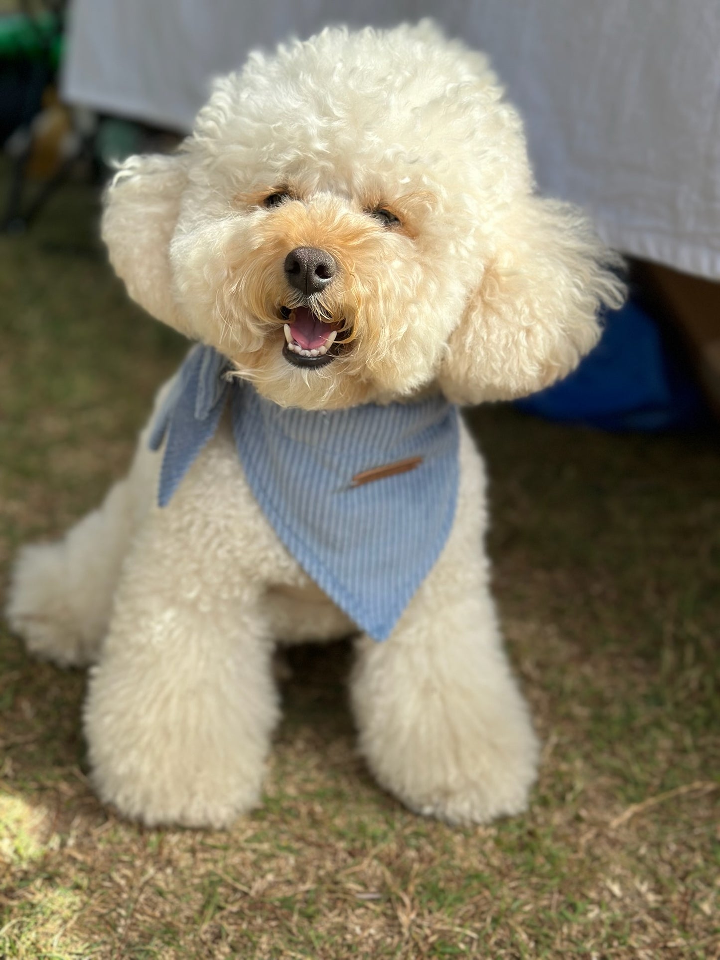 Bandana & Bow - Bluebell