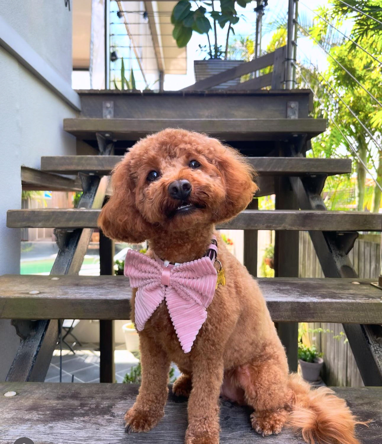 Bow - Blossom