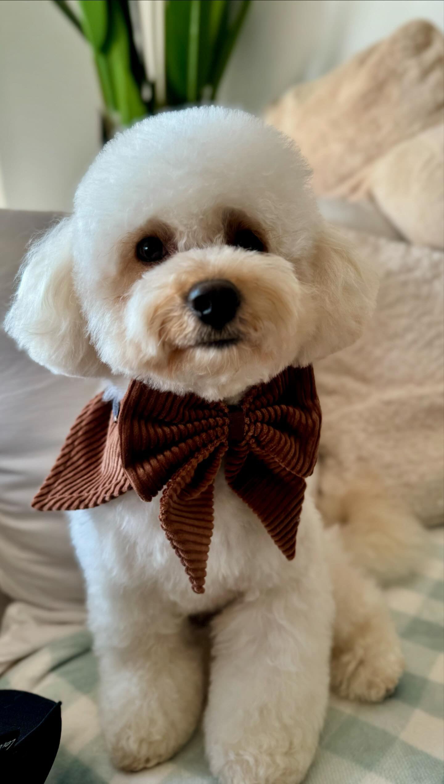 Bandana - Mahogany