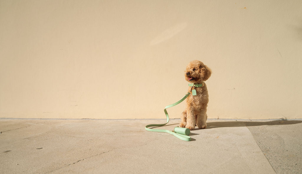 Leash - Matcha