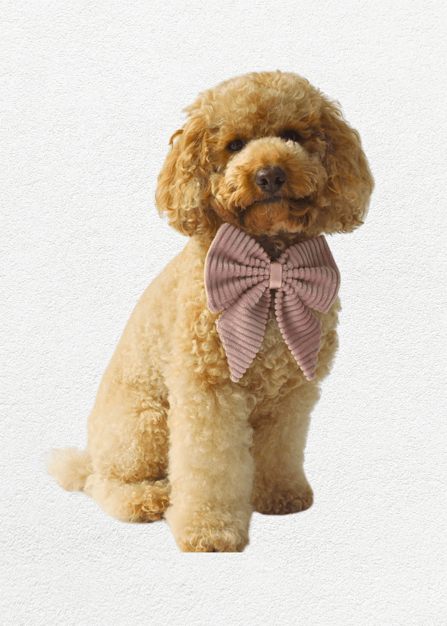 Blossom Full Set - Bear & CoBlossom Full Setpet accessoriesBear & CoBear & Co