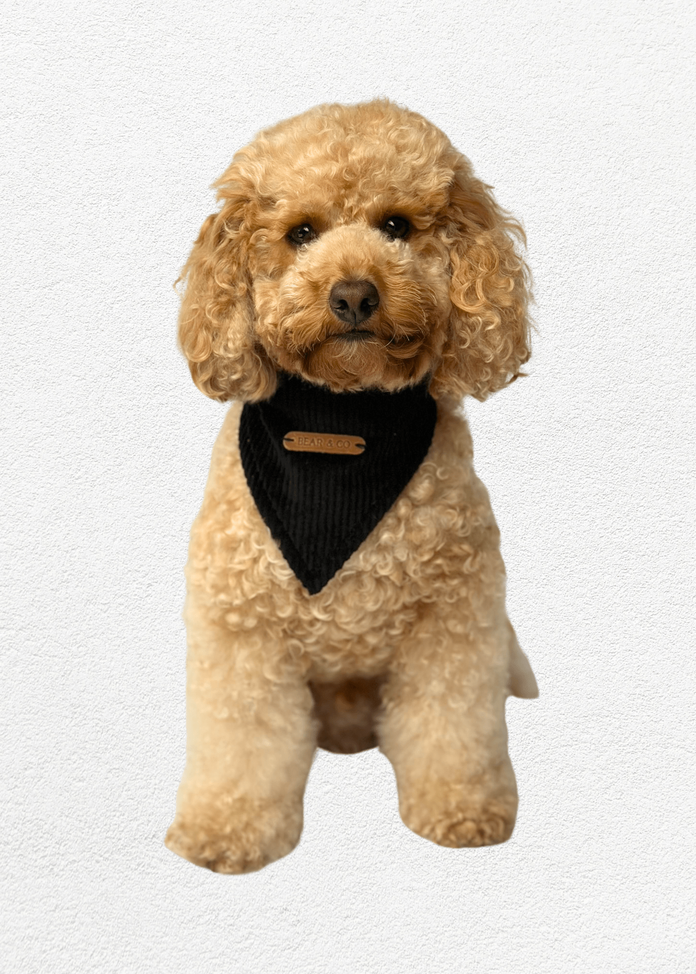 Ebony Full Set - Bear & CoEbony Full Setpet accessoriesBear & CoBear & Co