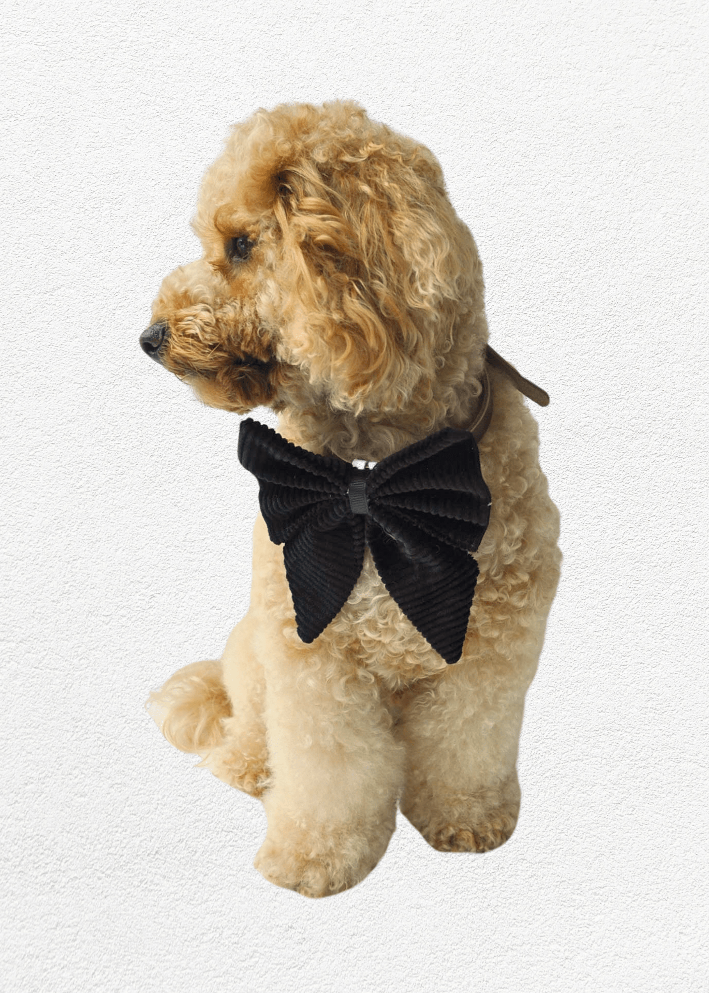 Ebony Full Set - Bear & CoEbony Full Setpet accessoriesBear & CoBear & Co