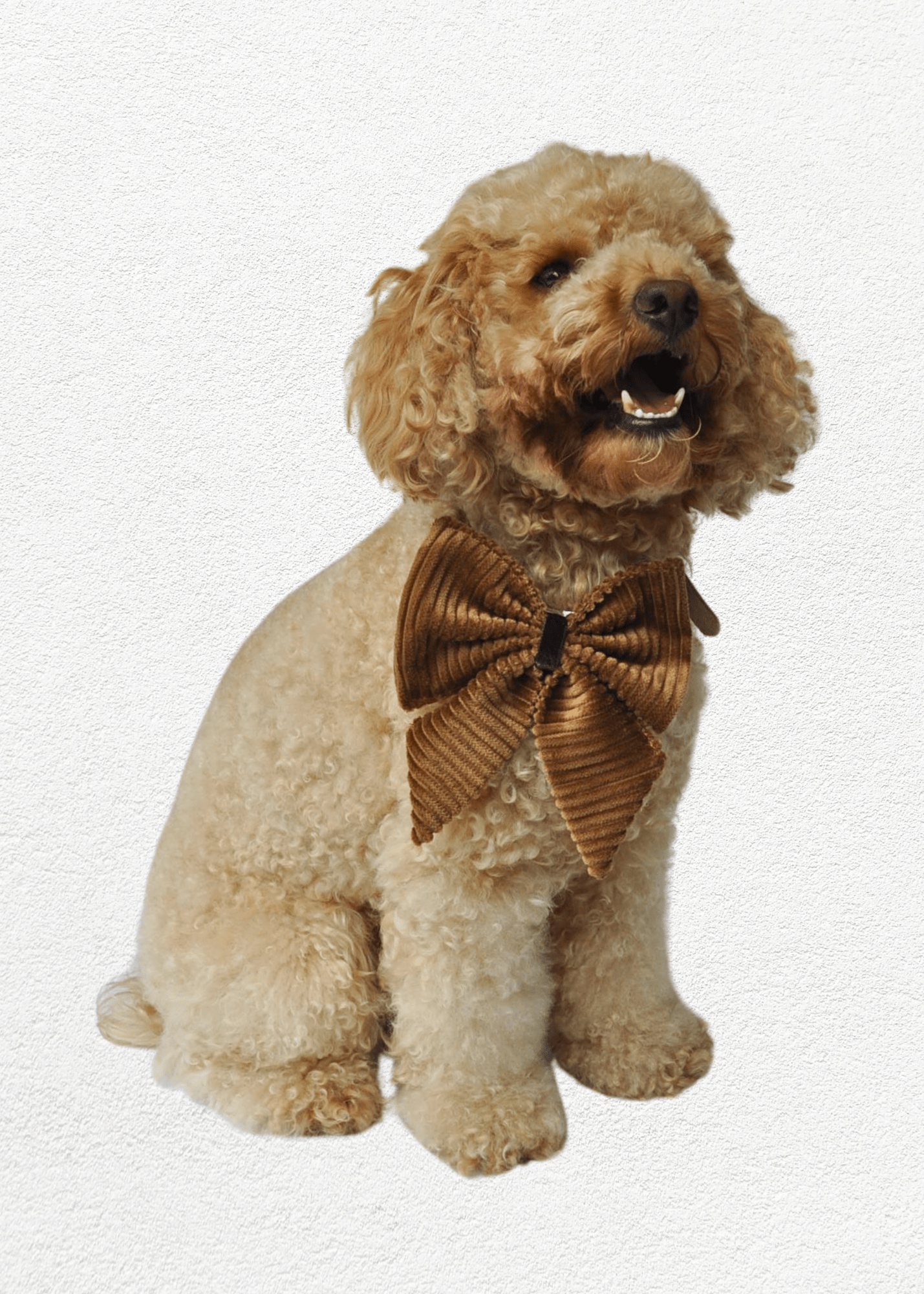 Mahogany Bow Tie - Bear & CoMahogany Bow Tiepet accessoriesBear & CoBear & Co