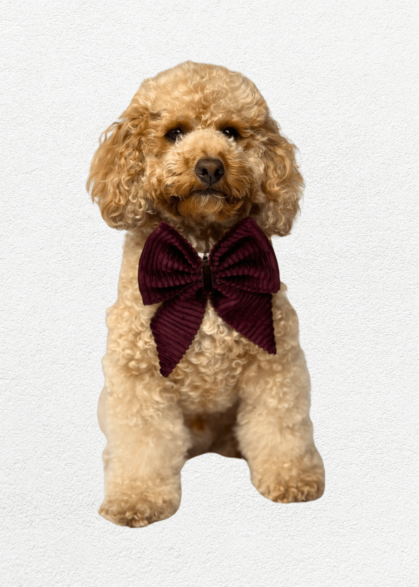 Mulberry Bow Tie - Bear & CoMulberry Bow Tiepet accessoriesBear & CoBear & Co