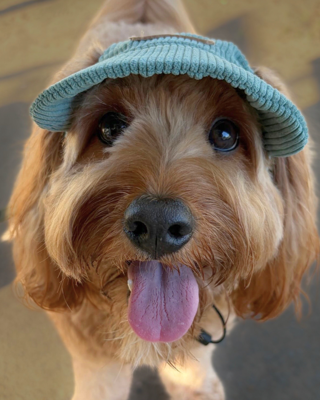 Corduroy Dog Cap – Green