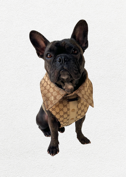 Bespoke Pet Harness & Shirt Collar