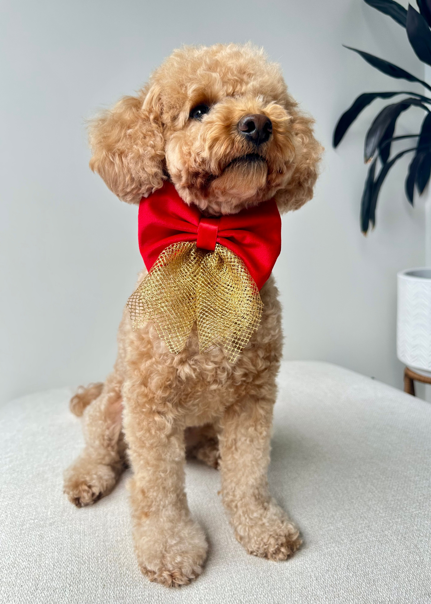 Christmas Bows - Sydney Toy Poodles