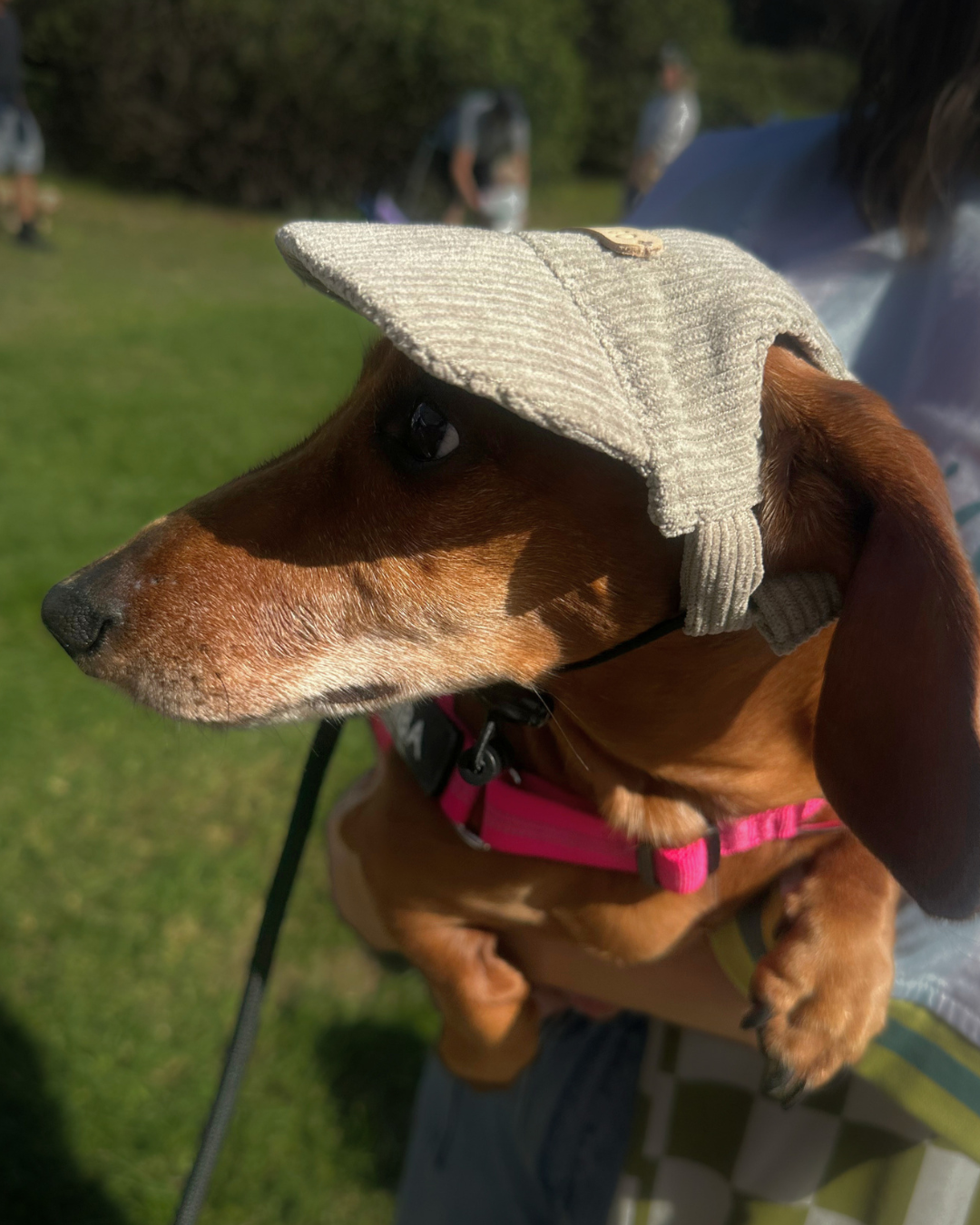 Corduroy Dog Cap – Beige