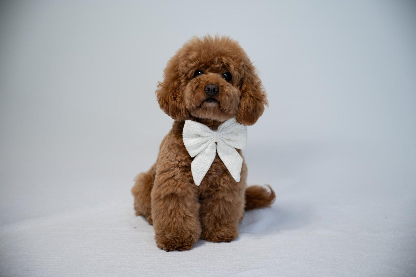 Sailor Bow - White Tweed