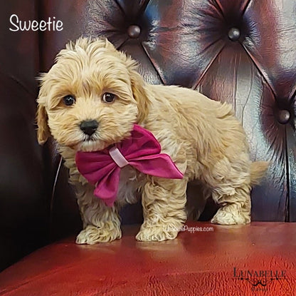 Bow - Plush Fushia Velvet