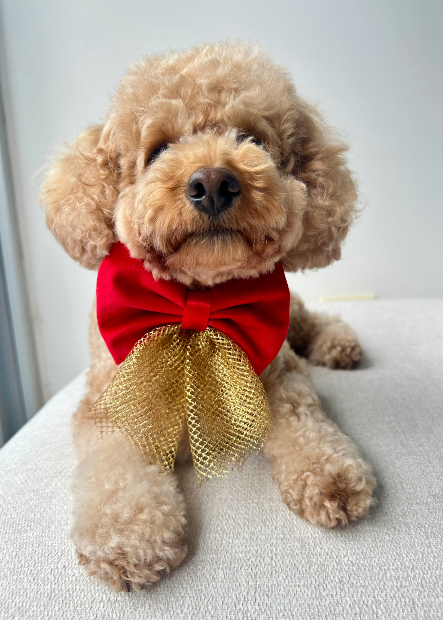 Christmas Bows - Sydney Toy Poodles