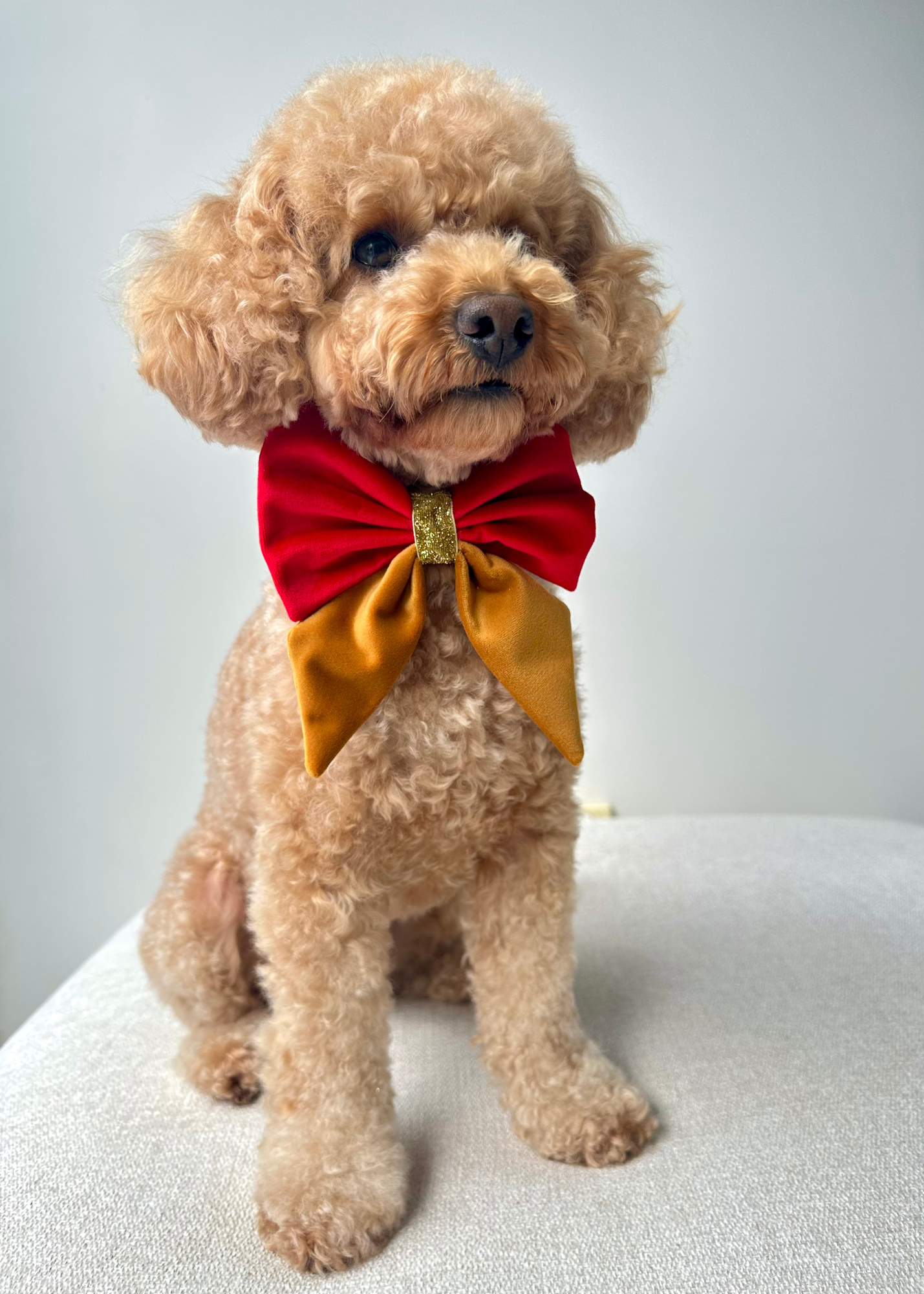 Christmas Bows - Sydney Toy Poodles