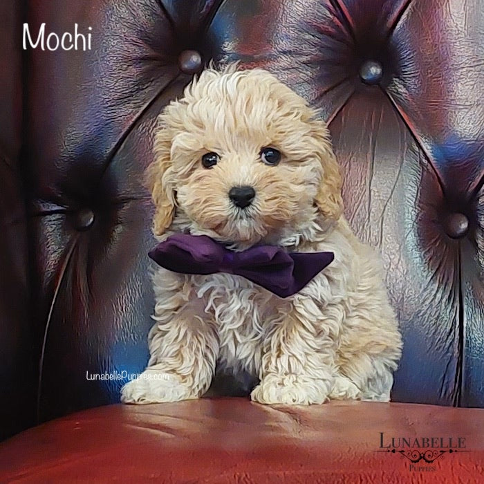 Bow - Plush Purple Velvet