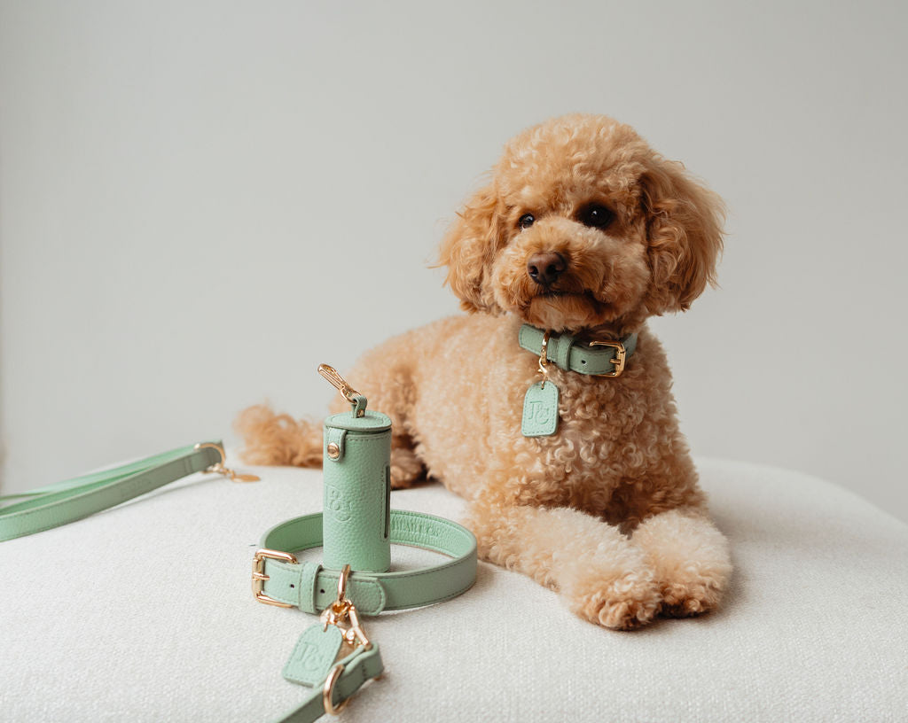 Collar - Matcha