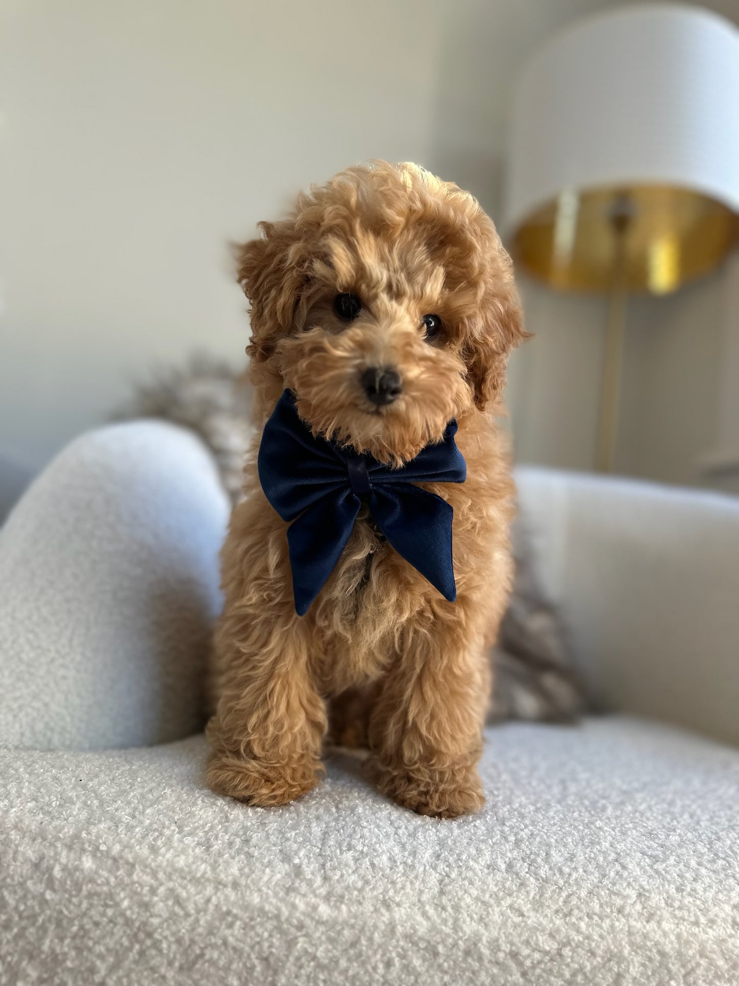 Bow - Plush Navy Velvet