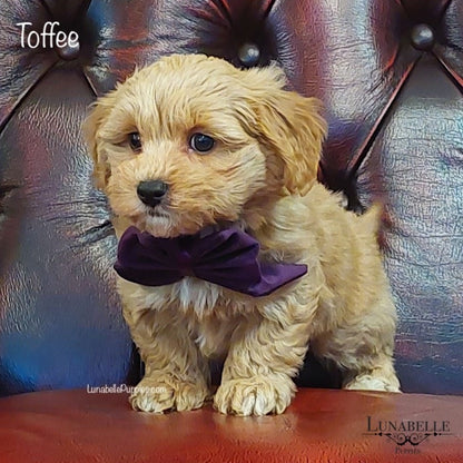 Bow - Plush Purple Velvet