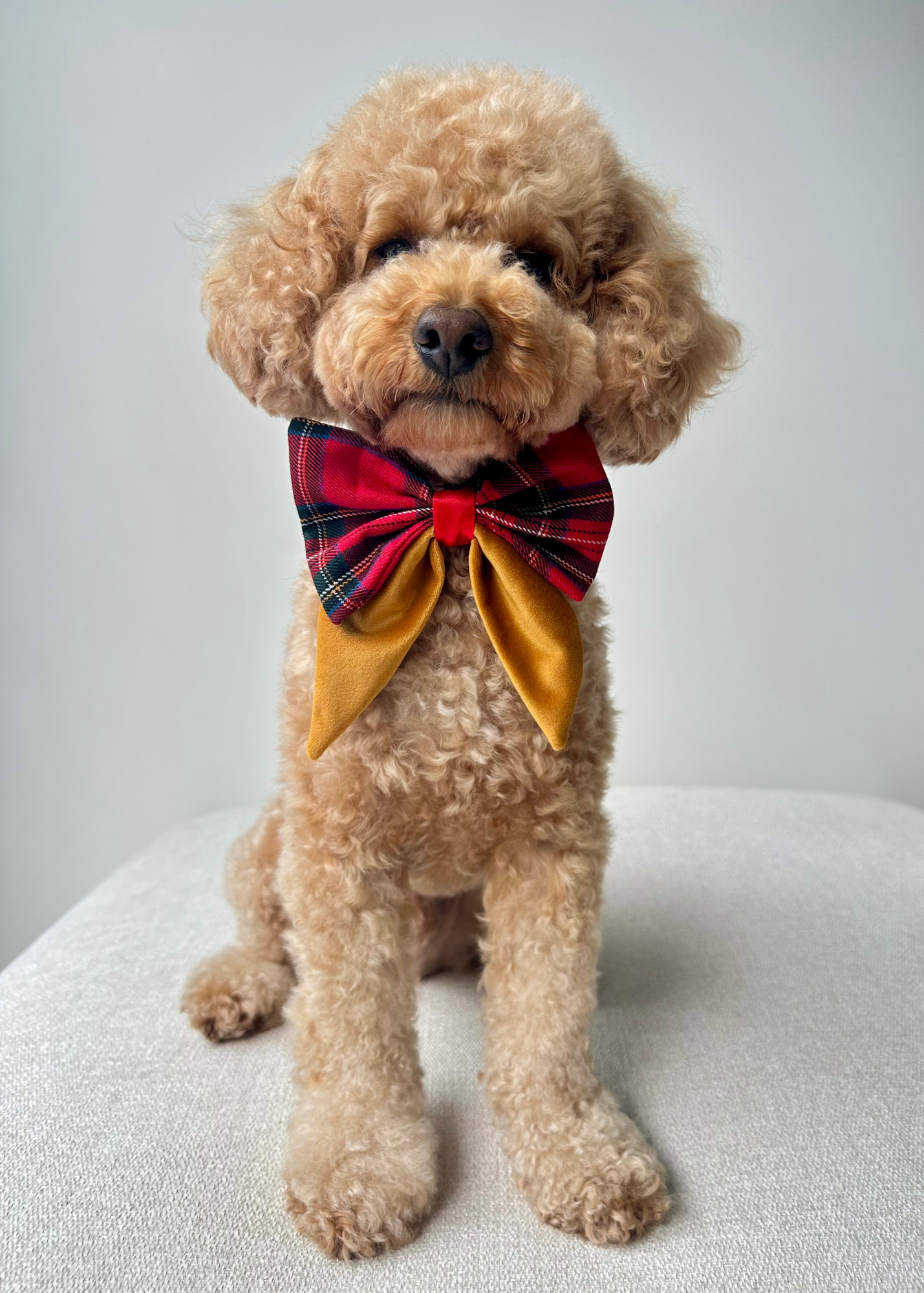 Christmas Bows - Sydney Toy Poodles