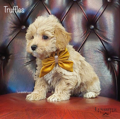 Bow - Plush Gold Velvet