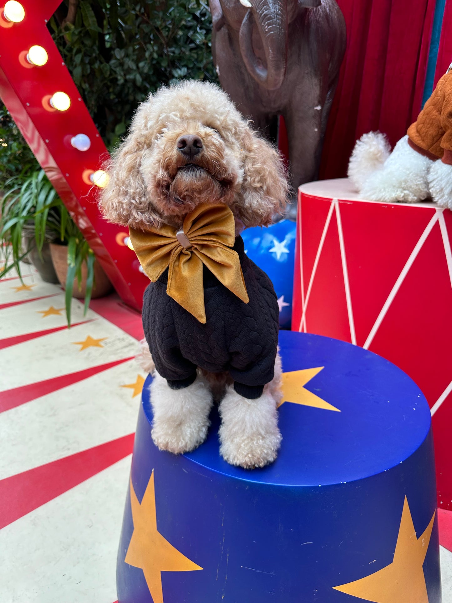Bow - Plush Gold Velvet
