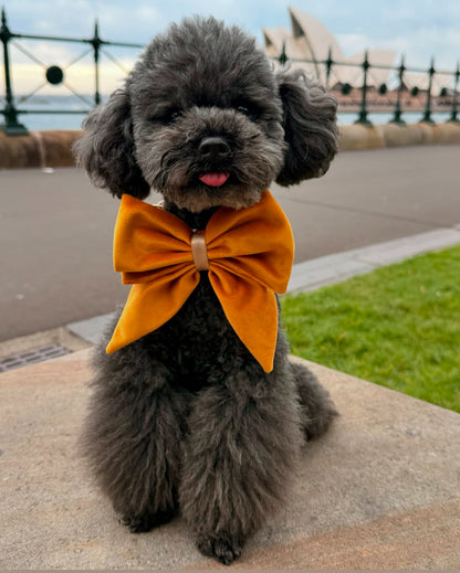 Bow - Plush Gold Velvet