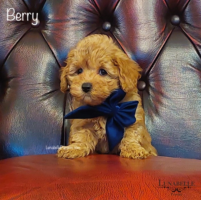 Bow - Plush Navy Velvet