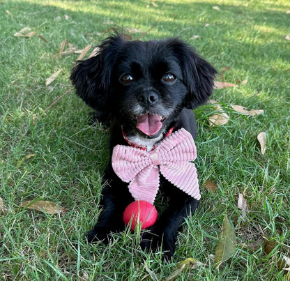 Bow - Blossom