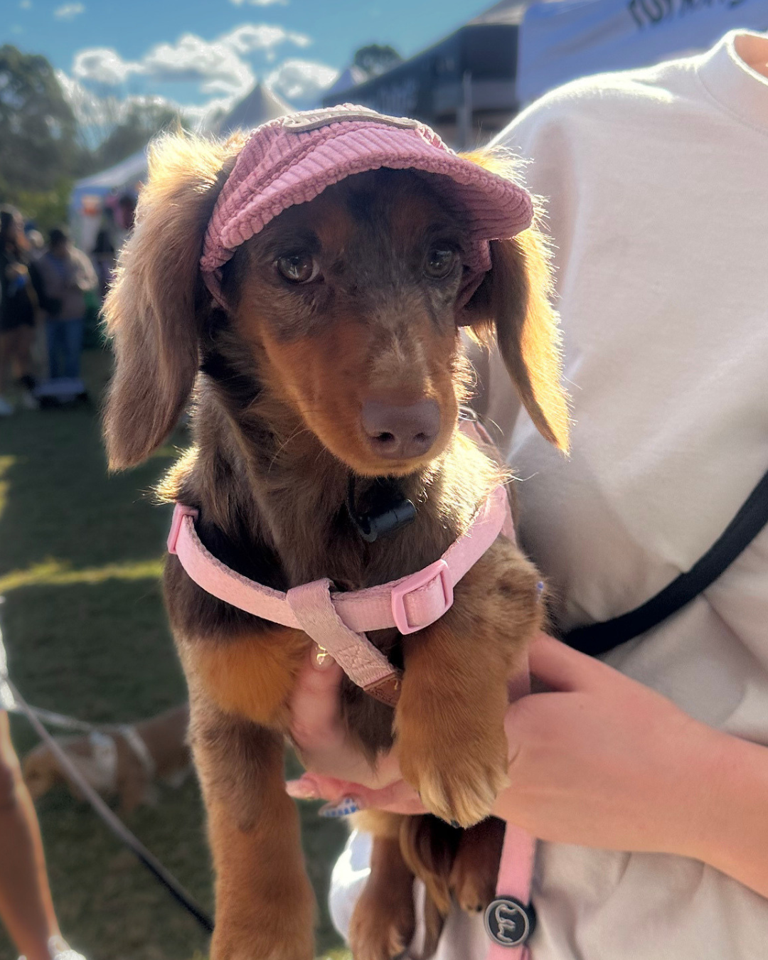 Corduroy Dog Cap – Pink